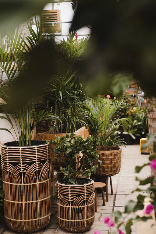 FARNHAM-Atelier verdir sa terrasse avec des plantes tropicales et d'intérieur-28 avril